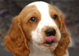 Picture of Puppy With Tongue Out